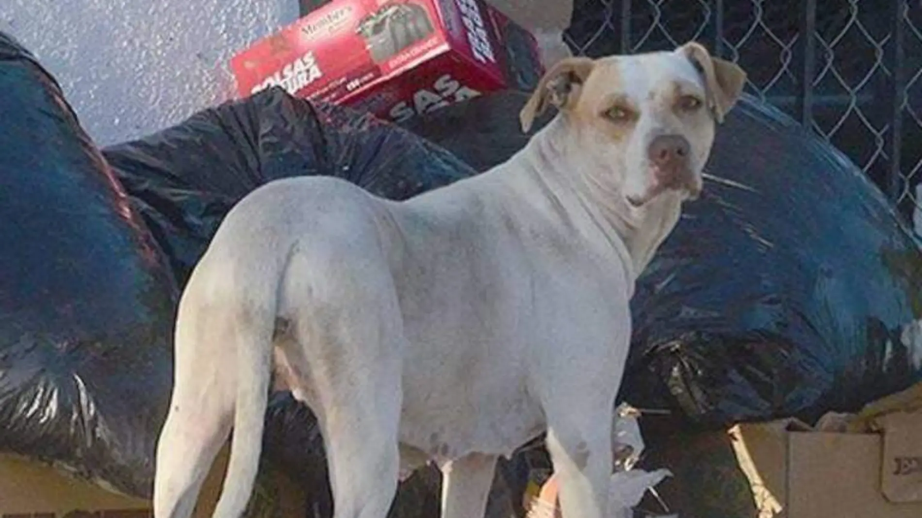 Perros en calles de los cabos